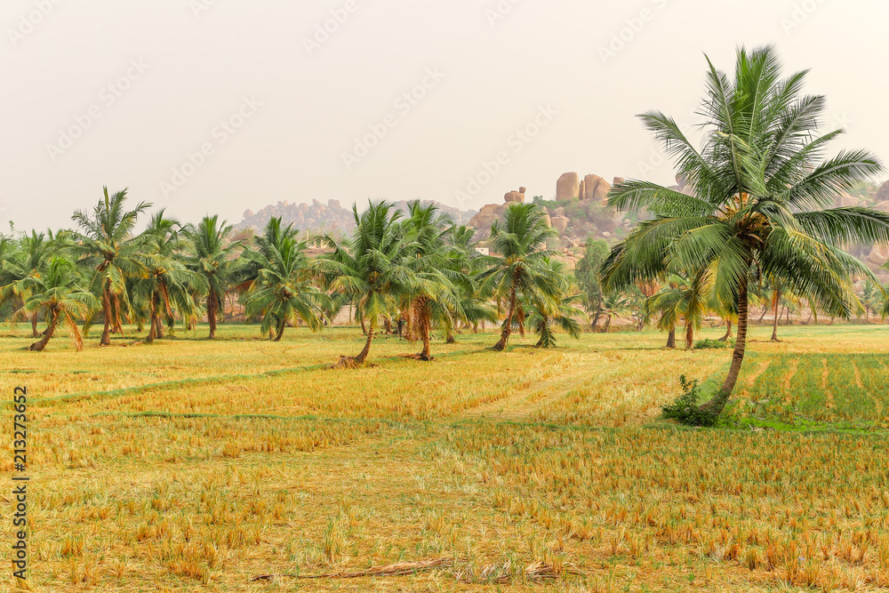 Fototapeta premium Palm trees on rice plantations in Hampi, Karnataka, India