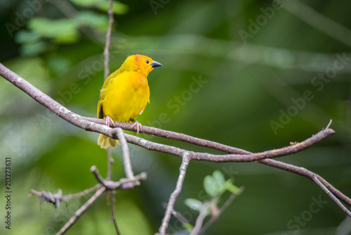 Little Yellow Bird [DSC_3319]