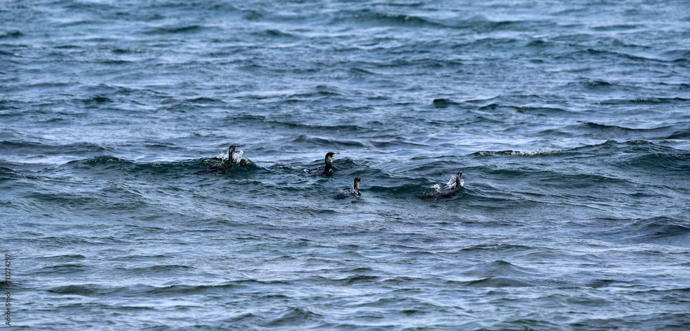 Fototapeta premium A flock of cormorants landed in the coastal zone of the Mediterranean Sea