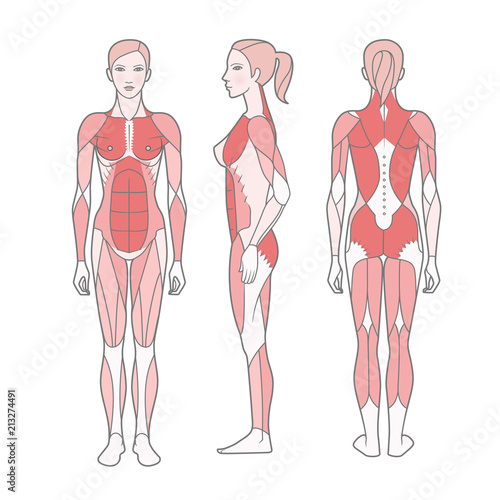 Figure of the woman, the scheme of the basic trained muscles. Front, rear and side views. Vector. Isolated on white background,  EPS10