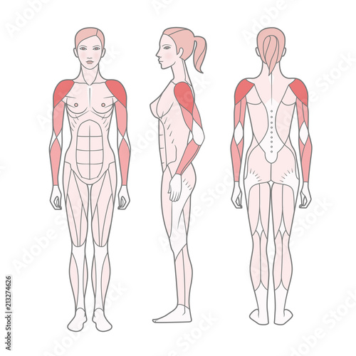 Figure of the woman, the scheme of the basic trained muscles. Front, rear and side views. Vector. Isolated on white background,  EPS10