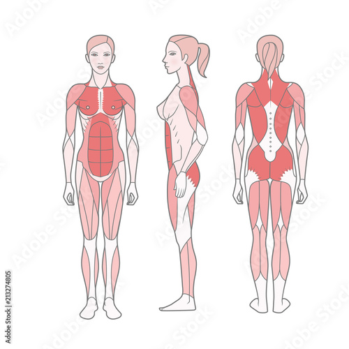 Figure of the woman, the scheme of the basic trained muscles. Front, rear and side views. Vector. Isolated on white background,  EPS10