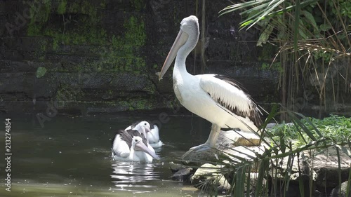 Reat white pelican and the pelican family at the zoo