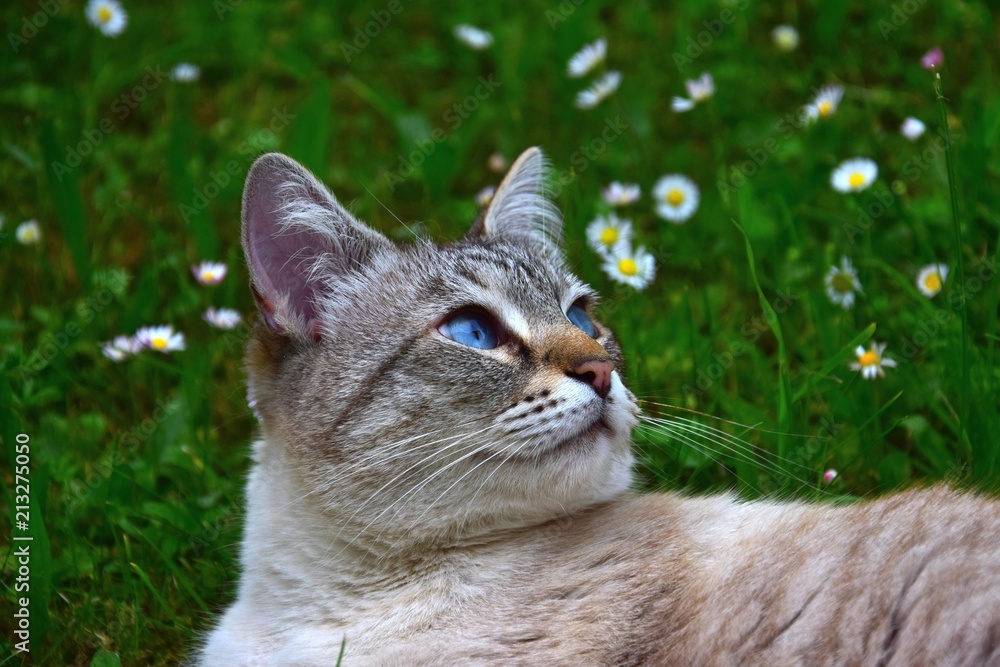 Portrait of a cat with blue eyes. Outdoor cat. Flowery meadow in the background.