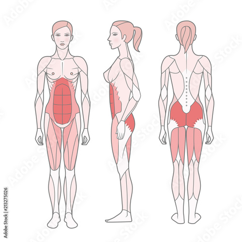 Figure of the woman, the scheme of the basic trained muscles. Front, rear and side views. Vector. Isolated on white background,  EPS10