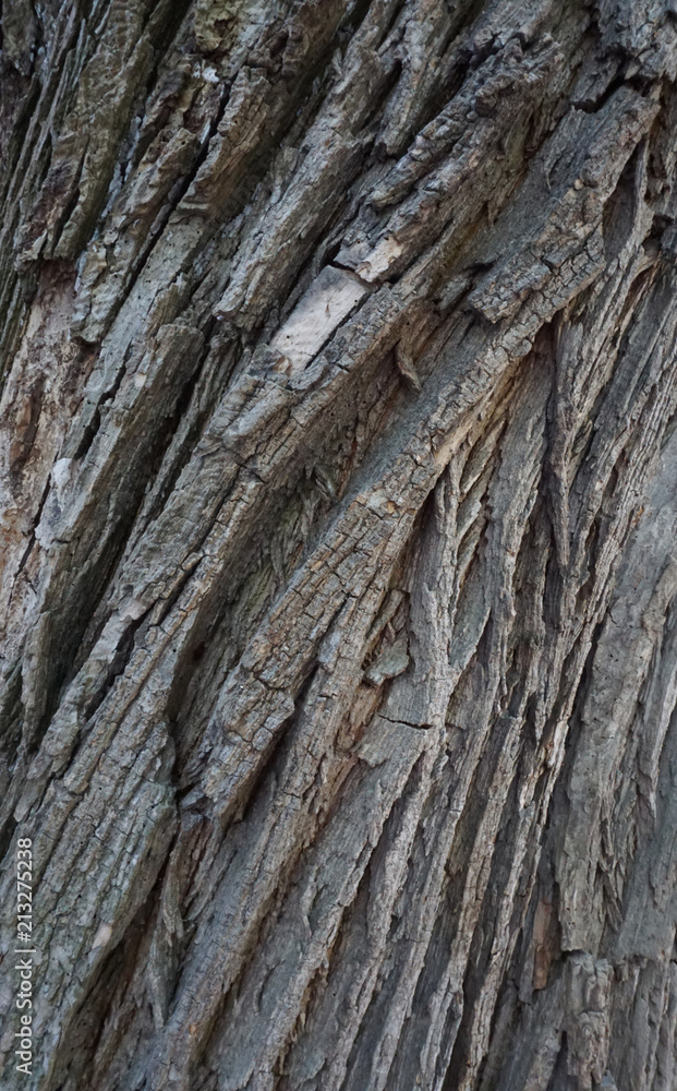Obraz premium rinde eichen baum