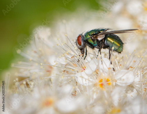 Fly (macro) on flower