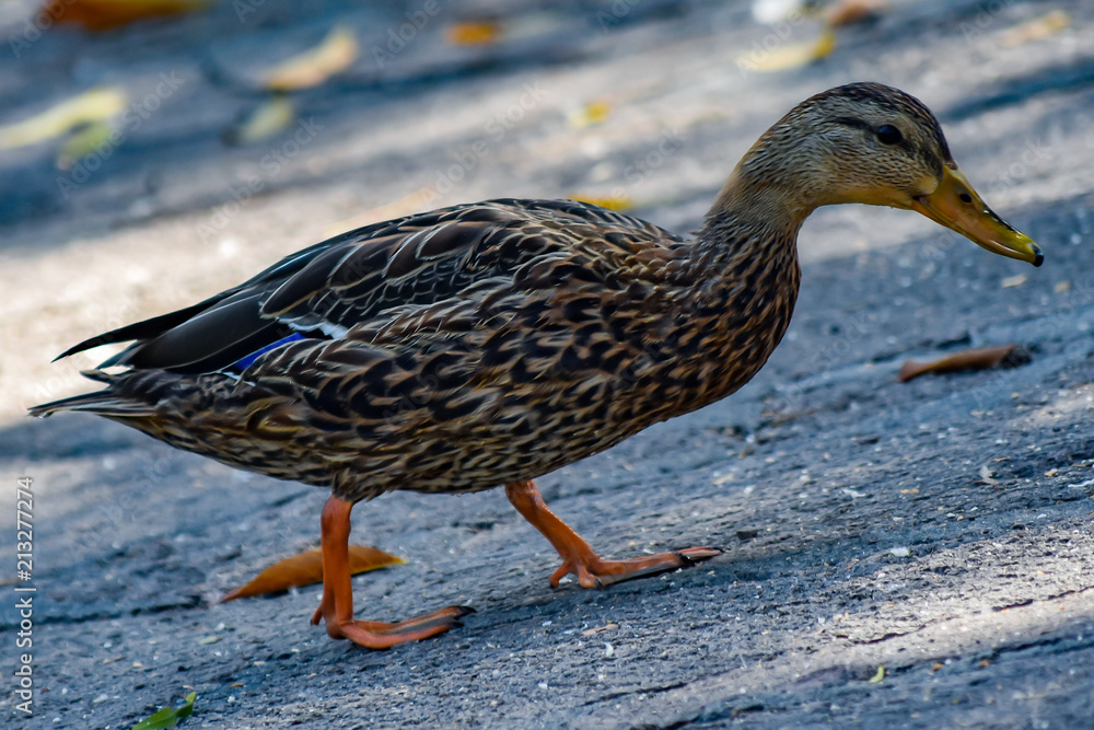 Fototapeta premium Pato caminando