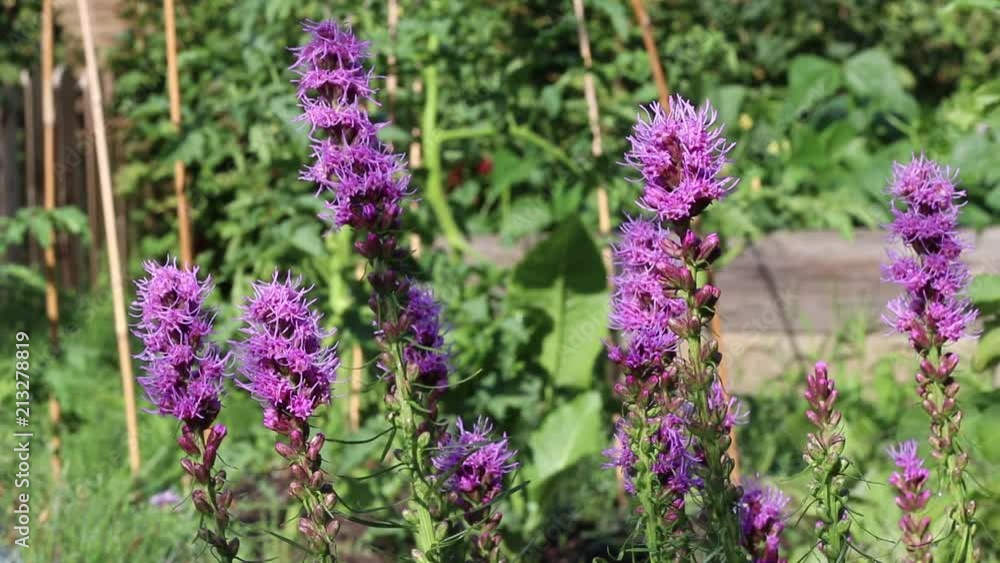 Purple flowers moving in the wind in the garden Purple flowers moving in the wind in the garden