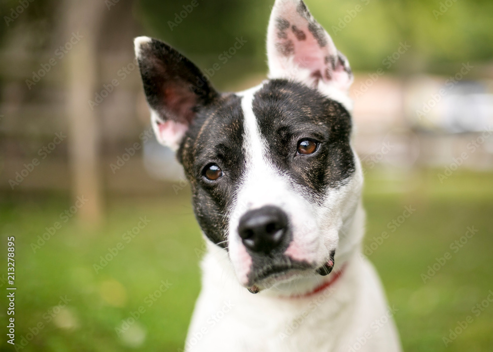 A brindle and white mixed breed dog with large upright ears, listening with a head tilt