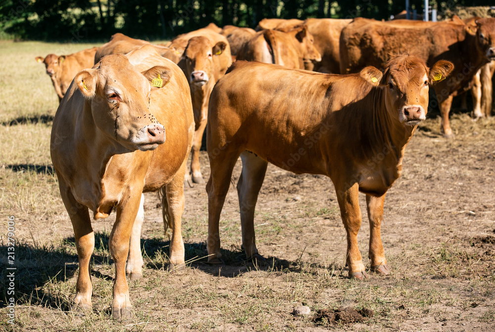 Cattle farm. Organic production. Milk and meat. Healthy cows. Bright summer day Cattle farm. Organic production. Milk and meat. Healthy cows. Bright summer day