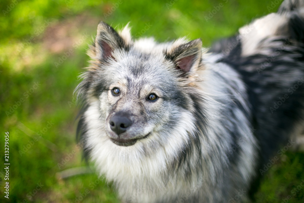 A Keeshond dog with beautiful silver and black fur A Keeshond dog with beautiful silver and black fur