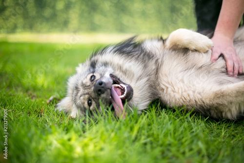 A Keeshond dog lying in the grass receiving a belly rub