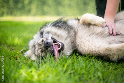 A Keeshond dog lying in the grass receiving a belly rub