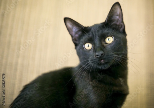 A black domestic shorthair cat with yellow eyes © Mary Swift