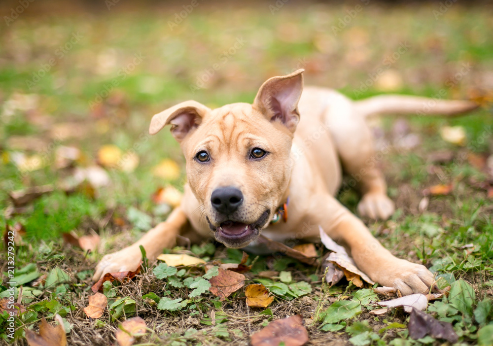 A happy puppy in a playful pose, surrounded by autumn leaves on the ground A happy puppy in a playful pose, surrounded by autumn leaves on the ground