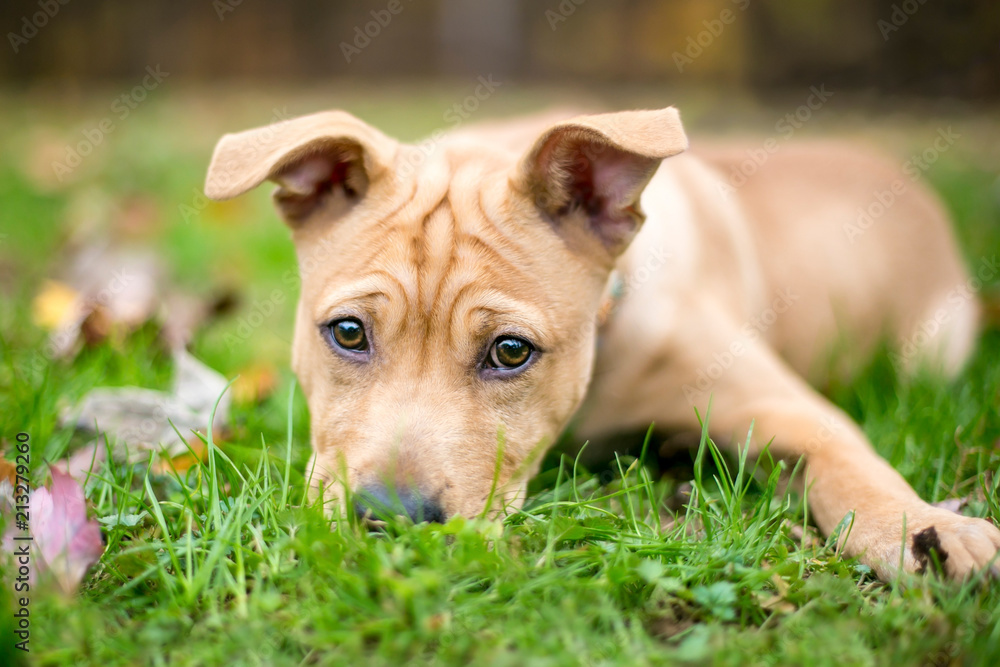 A cute mixed breed puppy with a wrinkled forehead and floppy ears, lying in the grass
