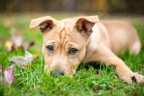 Fényképezés A cute mixed breed puppy with a wrinkled forehead and floppy ears, lying in the