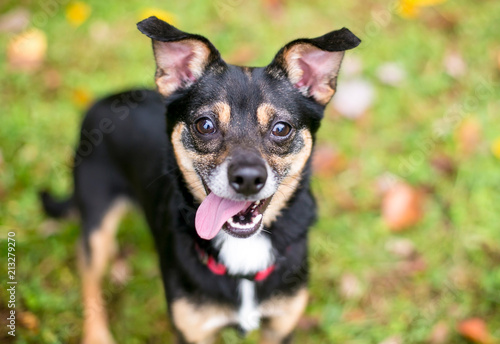 A small tricolor mixed breed dog with a happy expression