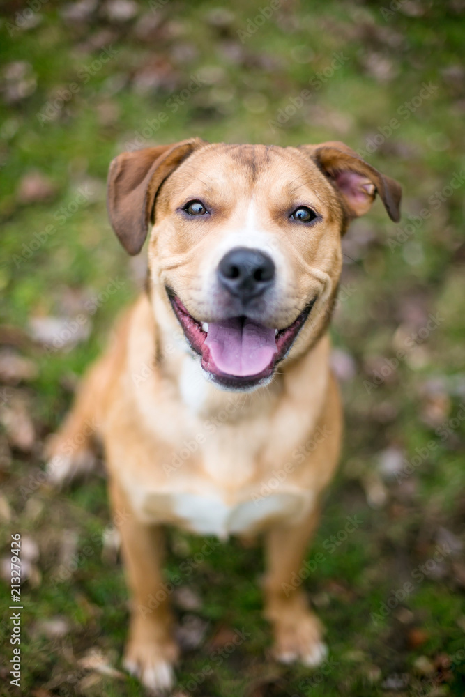 A friendly mixed breed dog sitting in the grass with a happy expression A friendly mixed breed dog sitting in the grass with a happy expression