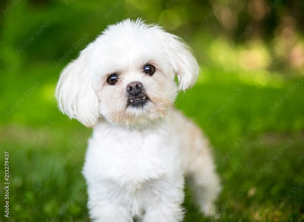 A small fluffy white mixed breed dog outdoors