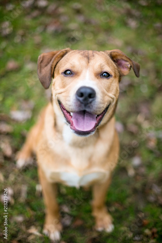 A friendly mixed breed dog sitting in the grass with a happy expression