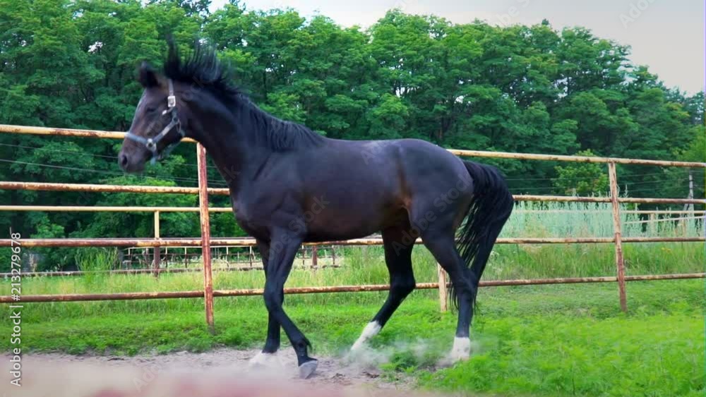 Dark beautiful horse takes off and runs down the paddock outdoor. The horse shows his temper Dark beautiful horse takes off and runs down the paddock outdoor. The horse shows his temper