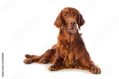 Canvastavla Irish Red Setter isoliert auf weißem Grund
