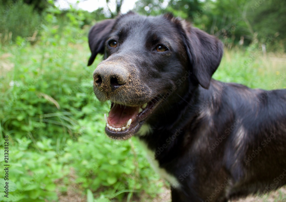 Chien truffe pleine de terre Chien truffe pleine de terre