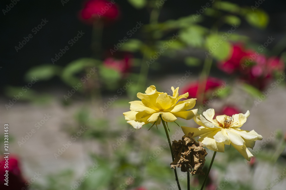 Fototapeta premium Blooming yellow flower bush closeup as natural floral background