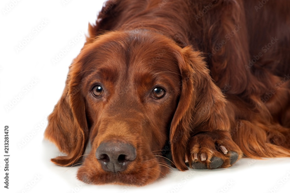 Irish Red Setter isoliert auf weißem Grund Irish Red Setter isoliert auf weißem Grund