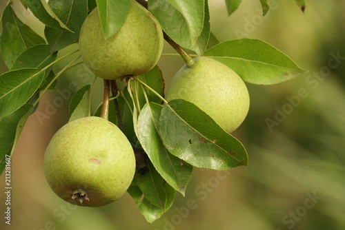 Branch with green pears on a tree in summer. 