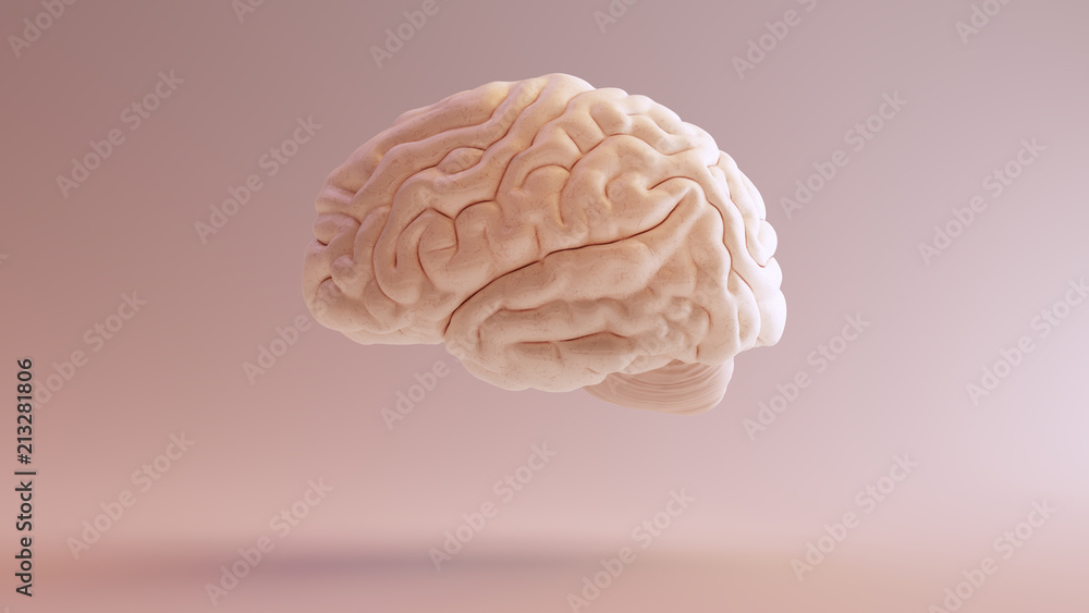 Human brain Anatomical Model 3d illustration - obrazy, fototapety, plakaty 