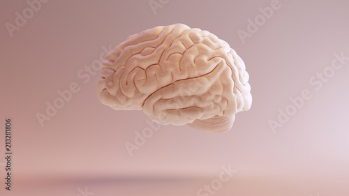 Fotografie, Tablou Human brain Anatomical Model 3d illustration