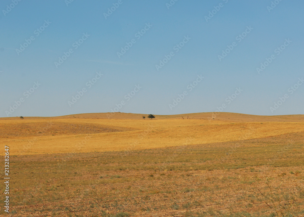 Obraz premium Harvest feild