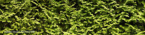 A wall of green  hedge with thuja.
