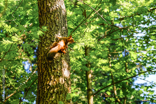 Red squirrel sitting on the trunk of a tree. In the background, the trees are illuminated by the sun. © Андрей Михайлов