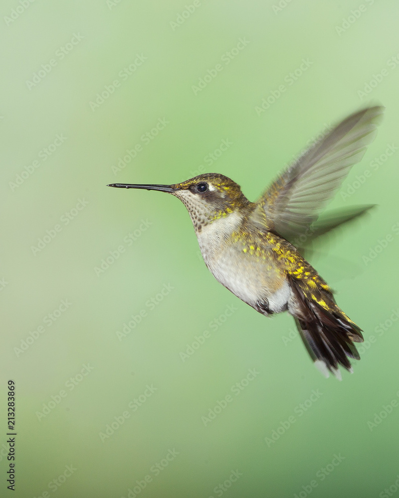 Fototapeta premium Close-up of Female Ruby-throated Hummingbird Hovering