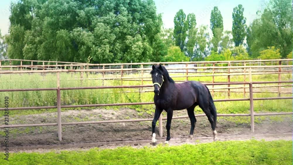 Dark beautiful horse takes off and runs down the paddock outdoor. The horse shows his temper Dark beautiful horse takes off and runs down the paddock outdoor. The horse shows his temper