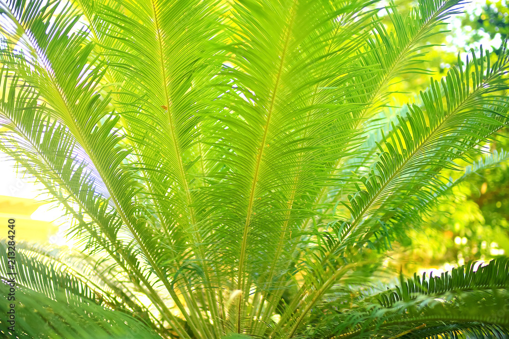 Fototapeta premium Palm trees in the tropics