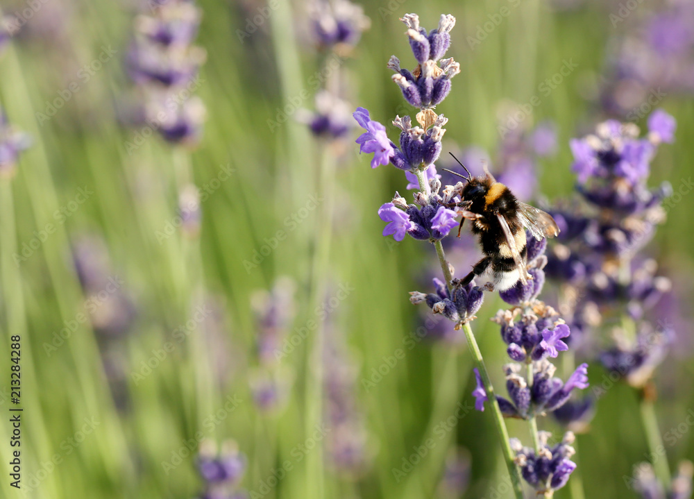 Bumble bee in lavender flower Bumble bee in lavender flower