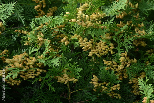 Young seeds of Thuja occidentalis