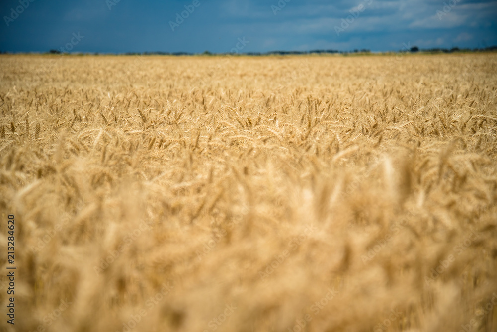 Fototapeta premium Golden wheat field with blue sky and white clouds in background. Selective focus