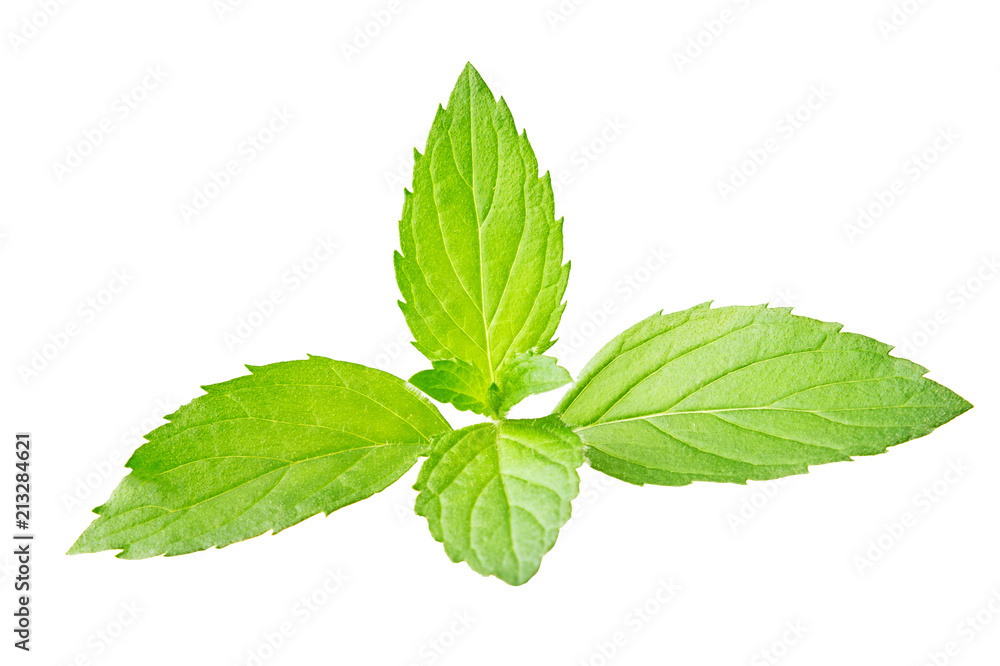 Fresh ripe mint branch