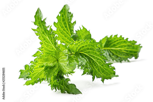 Mohito mint branch on the white