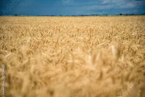 Golden wheat field with blue sky and white clouds in background. Selective focus