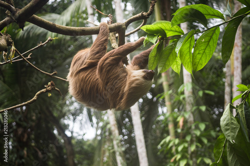 Fluffy brown two-toed sloth with a white and brown face hangs on a branch in a tree in Costa Rica © Lozzy