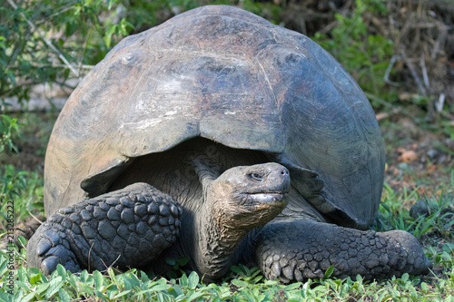 Giant Tortoises on the Galapagos Islands