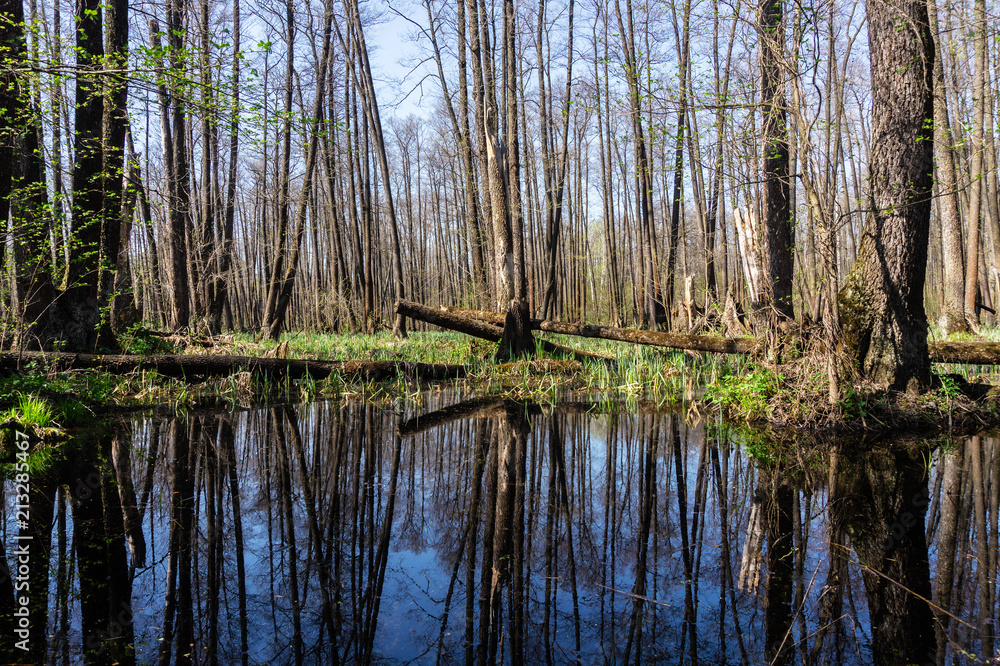 Forest reflecting on river, Spring landscape on the river with forest