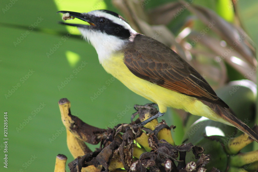 Obraz premium CAMBACICA